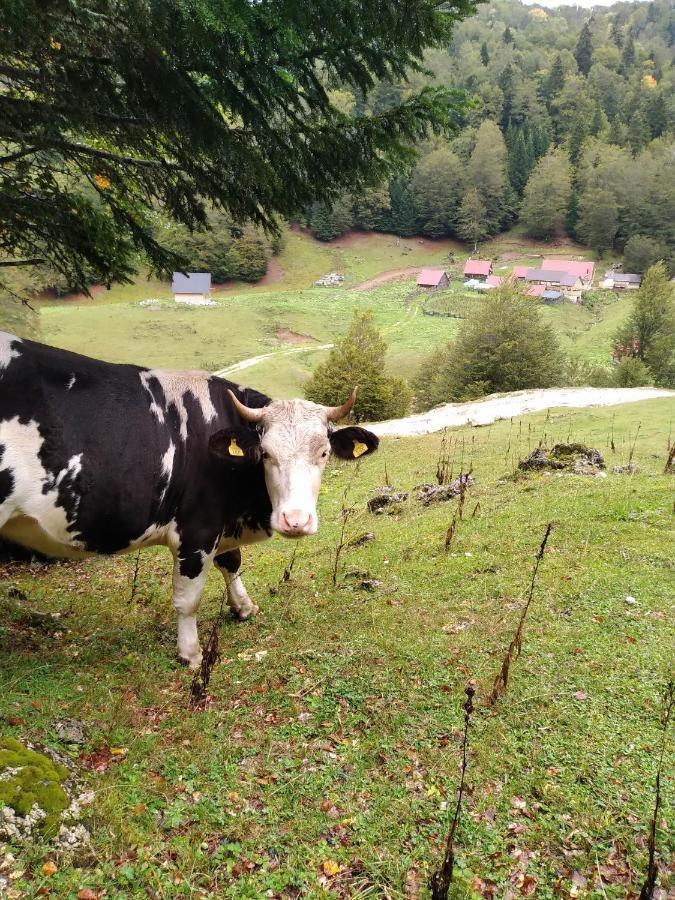 Villa Dulovic - Katun Potoci à Kolašin Extérieur photo